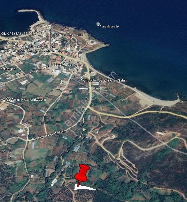 Balıkesir Bandırma Sahil Yenice Mah. 962 M2 Satılık Zeytinlik Deniz Manzaralı Merkeze Yakın - Görsel 8