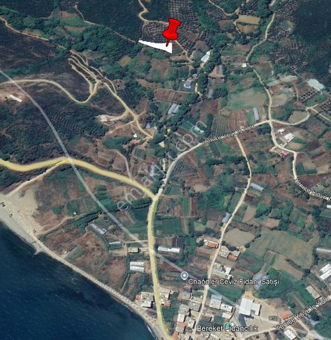Balıkesir Bandırma Sahil Yenice Mah. 962 M2 Satılık Zeytinlik Deniz Manzaralı Merkeze Yakın - Görsel 7