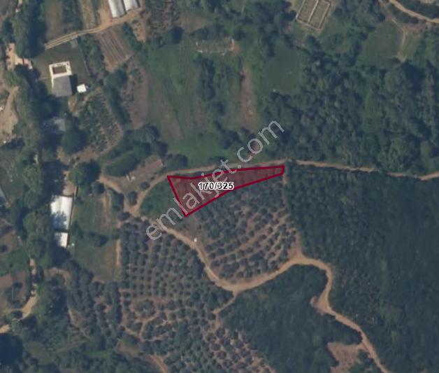 Balıkesir Bandırma Sahil Yenice Mah. 962 M2 Satılık Zeytinlik Deniz Manzaralı Merkeze Yakın - Görsel 5