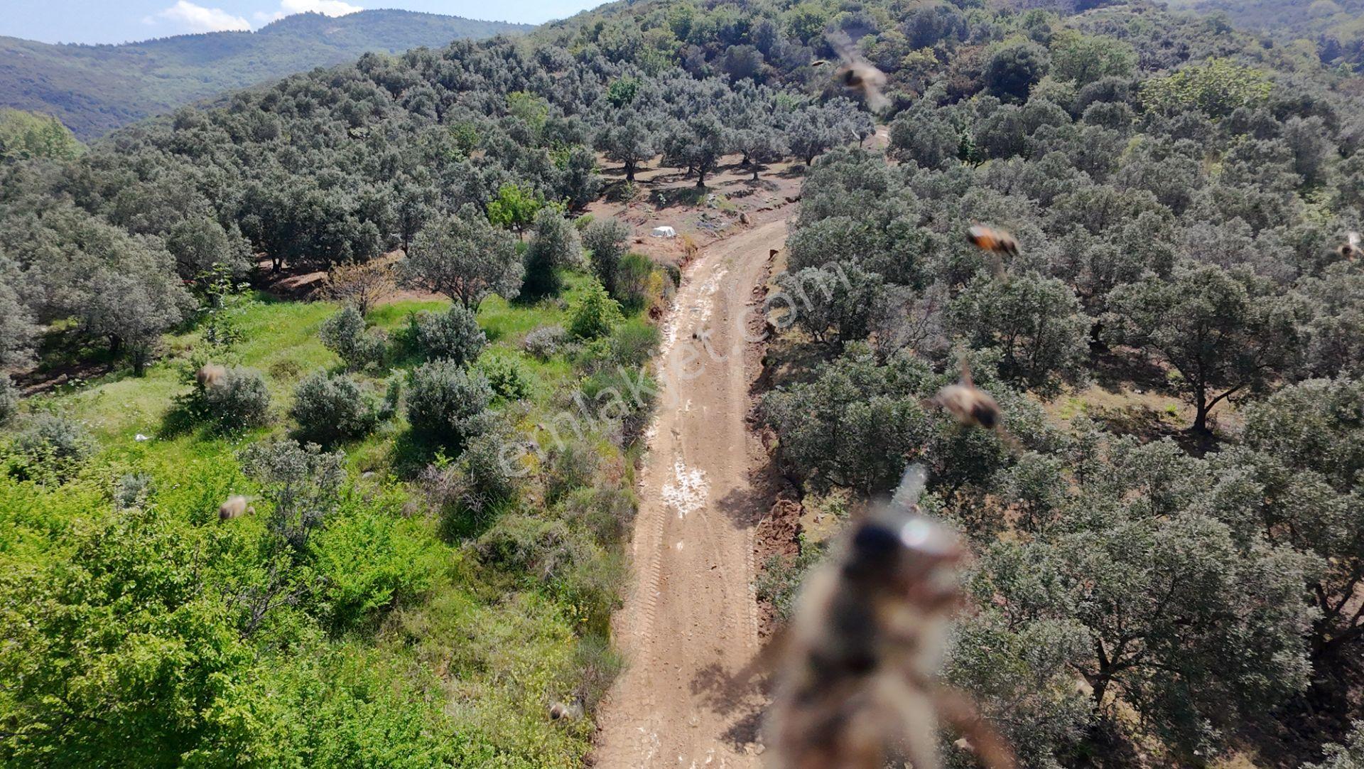 Balıkesir Bandırma Sahil Yenice Mah. 962 M2 Satılık Zeytinlik Deniz Manzaralı Merkeze Yakın - Görsel 2