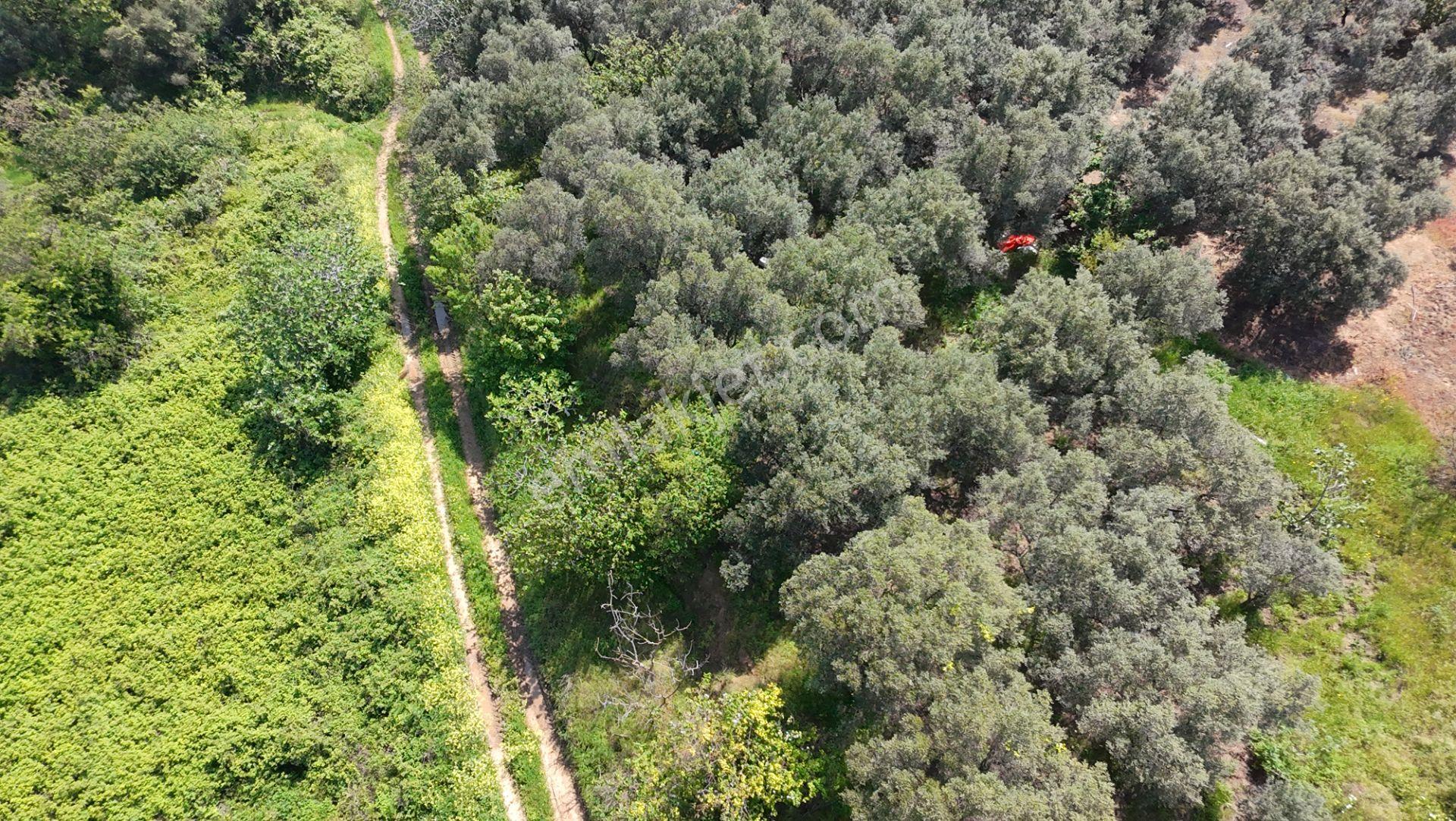 Balıkesir Bandırma Sahil Yenice Mah. 962 M2 Satılık Zeytinlik Deniz Manzaralı Merkeze Yakın - Görsel 4