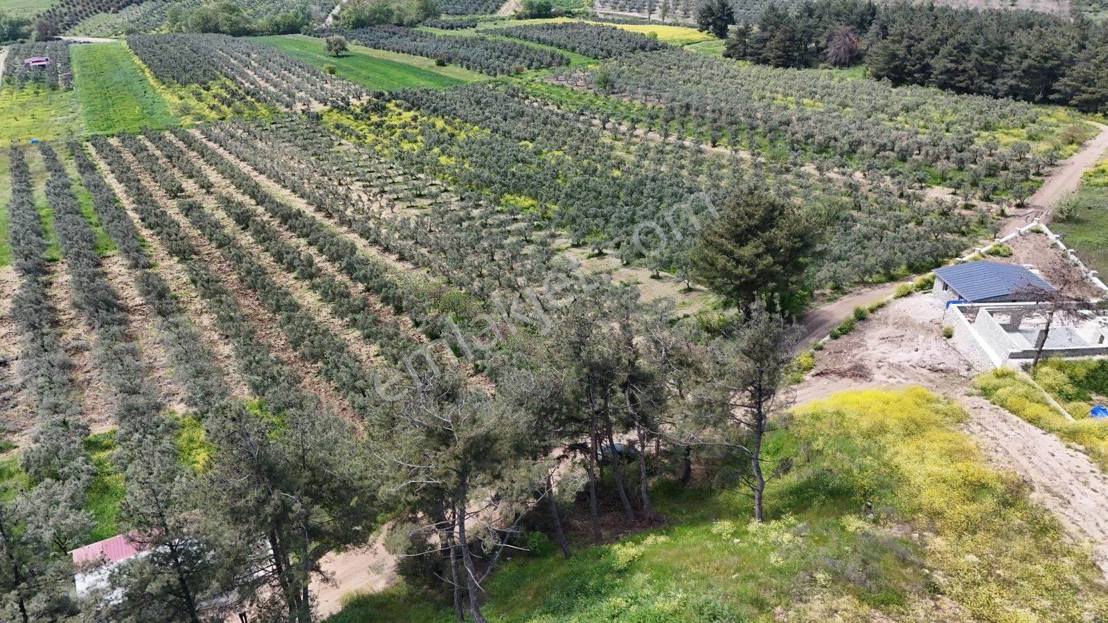 Ülkü Köyde 845m2 Kadastro Yollu Bahçe, Villa Bölgesinde Profasor - Görsel 3