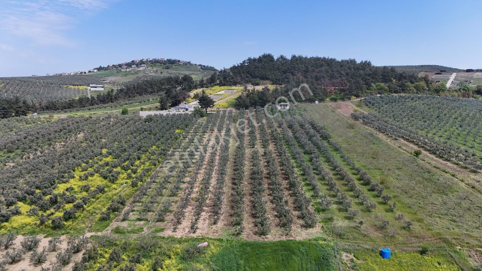 Ülkü Köyde 845m2 Kadastro Yollu Bahçe, Villa Bölgesinde Profasor