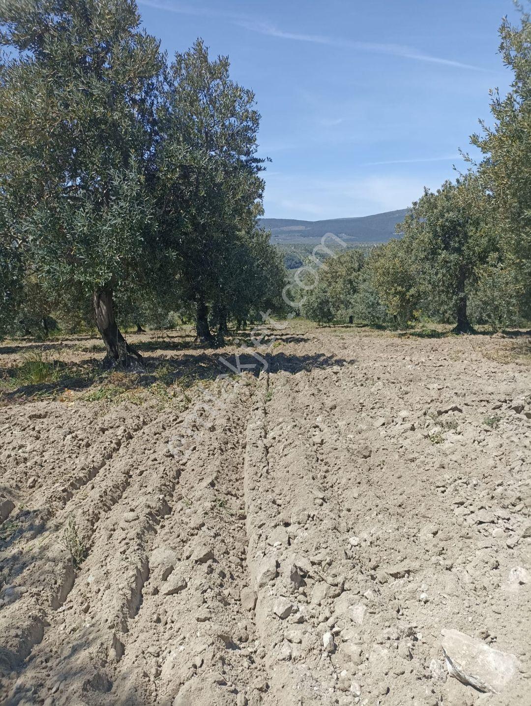 Akhisar Zeytinliova Yatağan Yolu Mevki Satılık Zeytinlik - Görsel 9