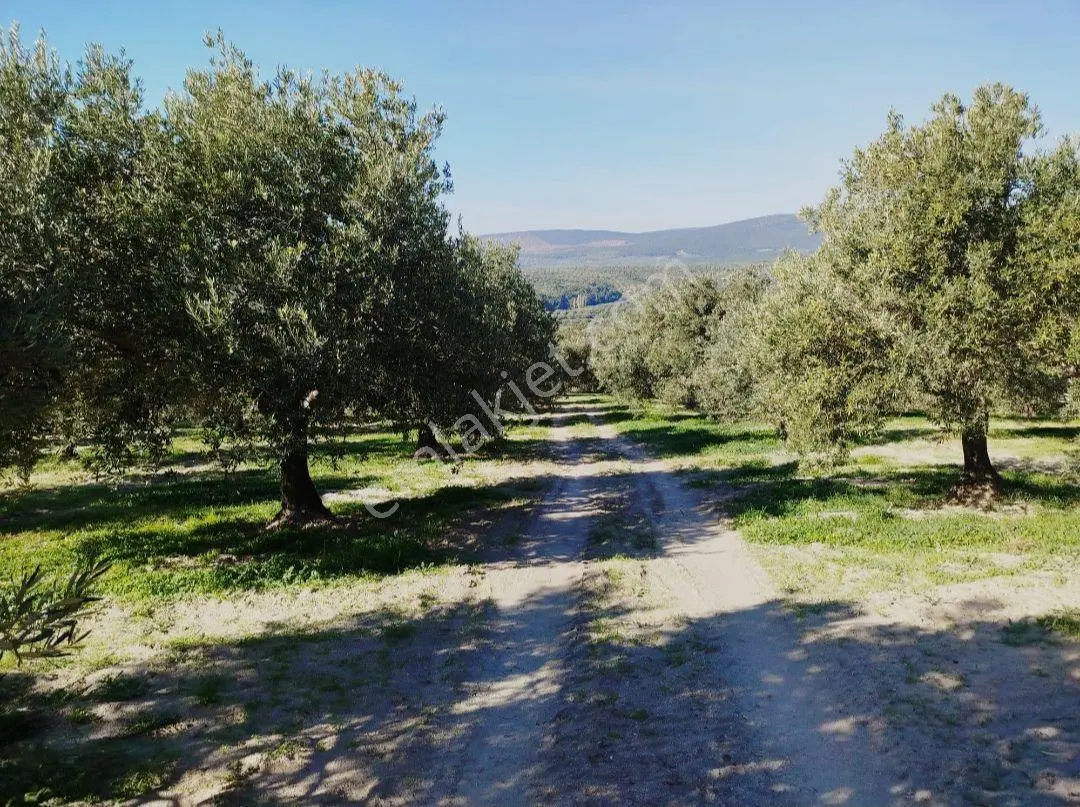 Akhisar Zeytinliova Yatağan Yolu Mevki Satılık Zeytinlik - Görsel 4
