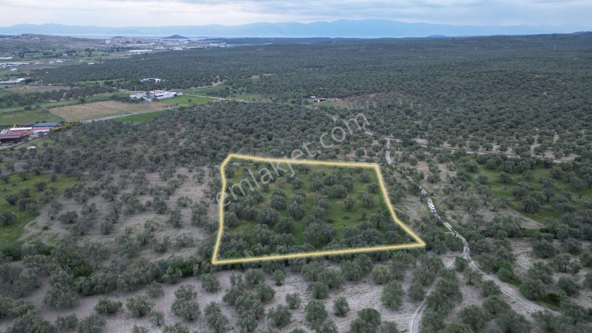 C21 Bal'dan Balıkesir Ayvalık’ Da Satılık Zeytinlik - Görsel 6