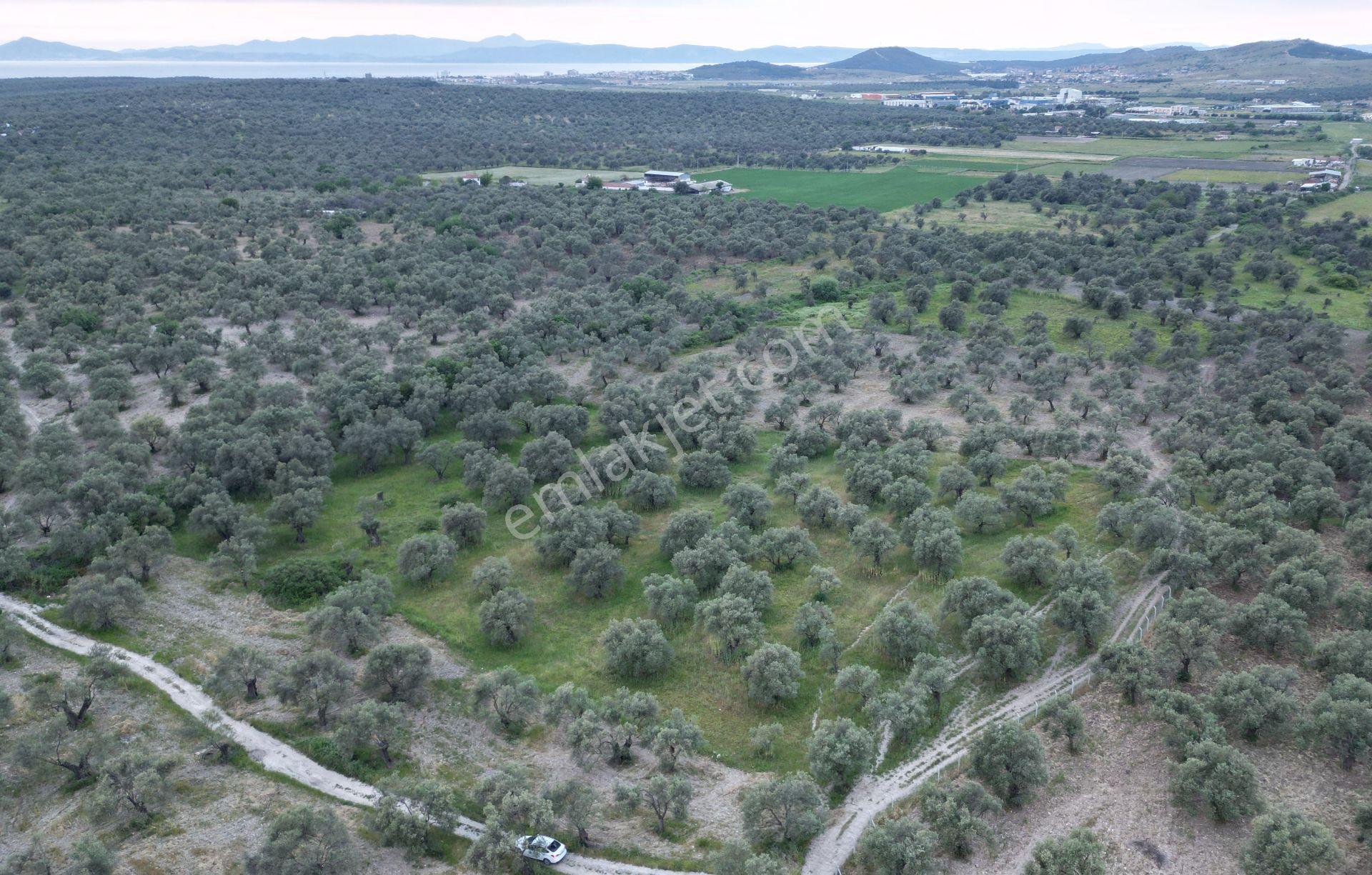 C21 Bal'dan Balıkesir Ayvalık’ Da Satılık Zeytinlik - Görsel 13