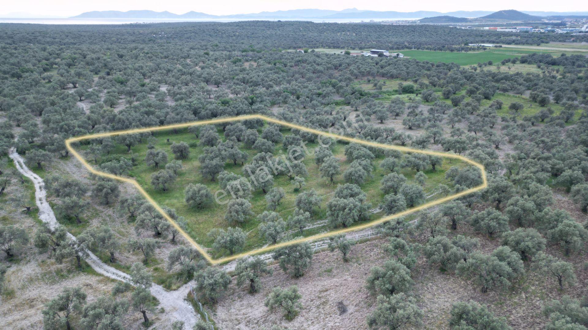C21 Bal'dan Balıkesir Ayvalık’ Da Satılık Zeytinlik - Görsel 4