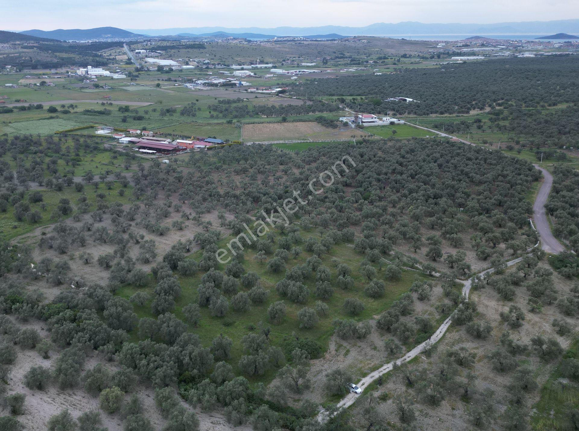 C21 Bal'dan Balıkesir Ayvalık’ Da Satılık Zeytinlik - Görsel 12
