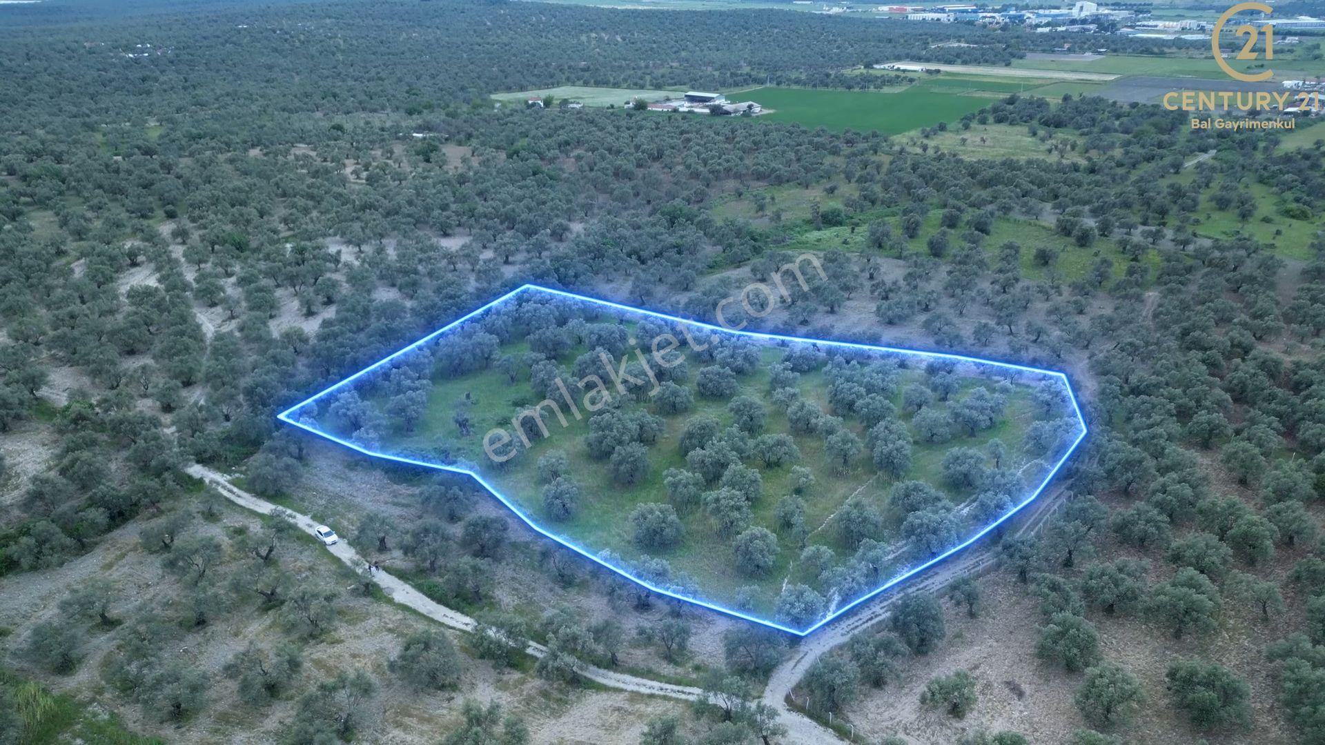 C21 Bal'dan Balıkesir Ayvalık’ Da Satılık Zeytinlik - Görsel 3