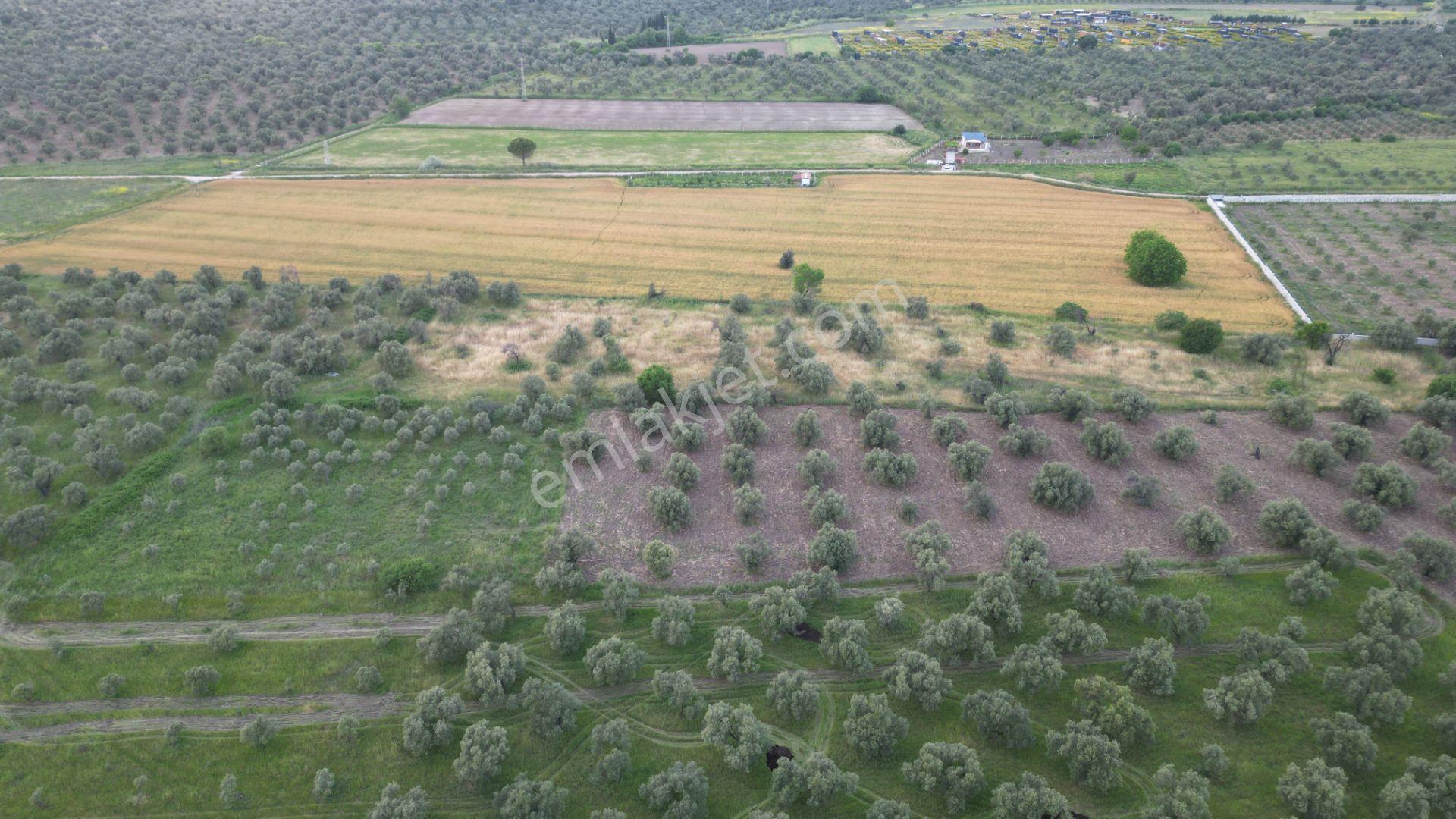 C21 Bal'dan Balıkesir Ayvalık’ Da Satılık Zeytinlik - Görsel 21