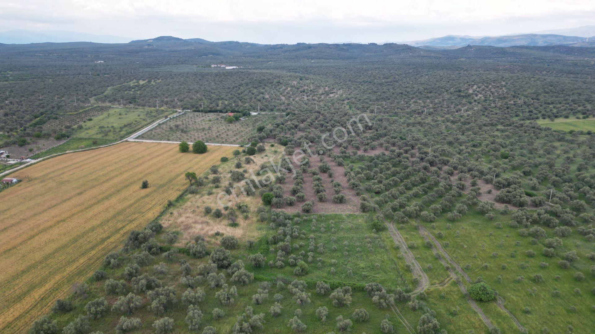 C21 Bal'dan Balıkesir Ayvalık’ Da Satılık Zeytinlik - Görsel 19
