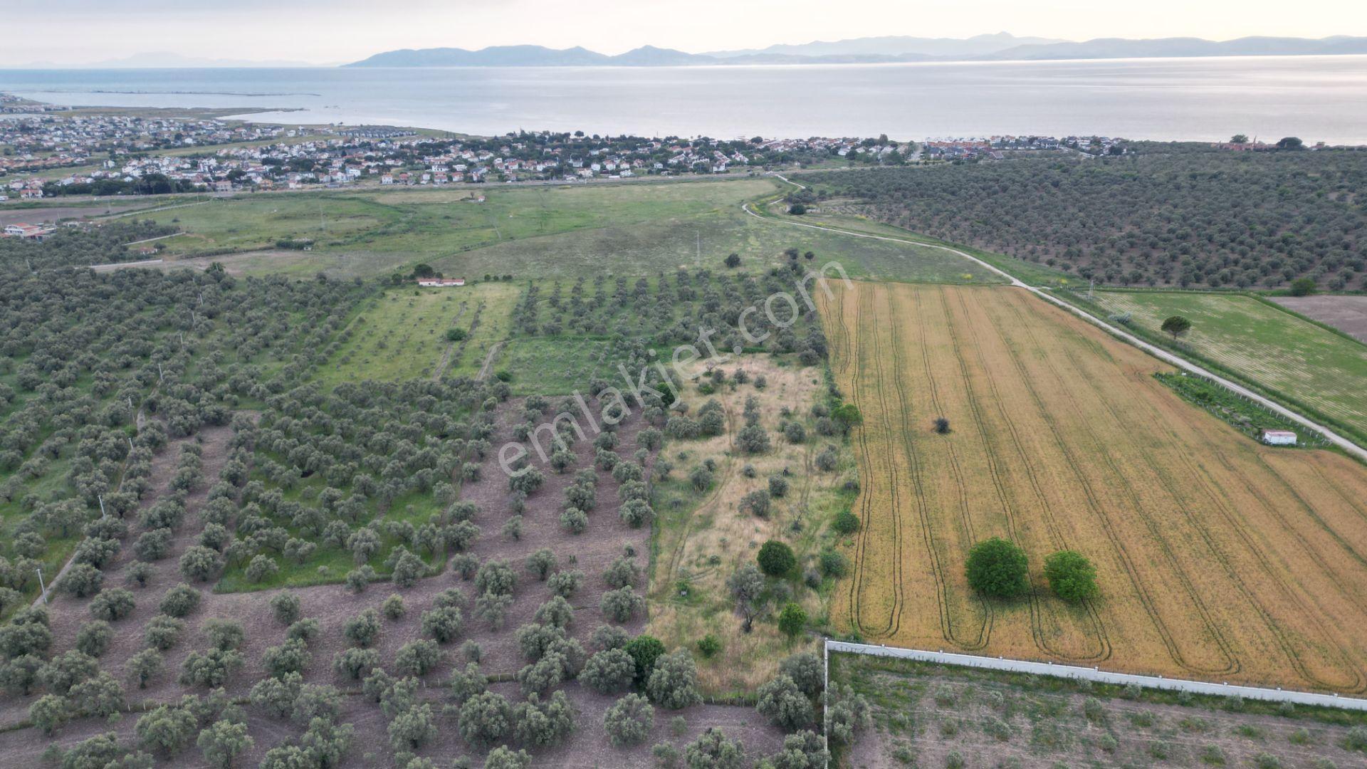 C21 Bal'dan Balıkesir Ayvalık’ Da Satılık Zeytinlik - Görsel 22
