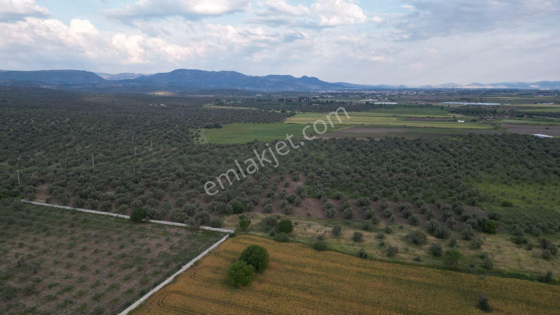C21 Bal'dan Balıkesir Ayvalık’ Da Satılık Zeytinlik - Görsel 8