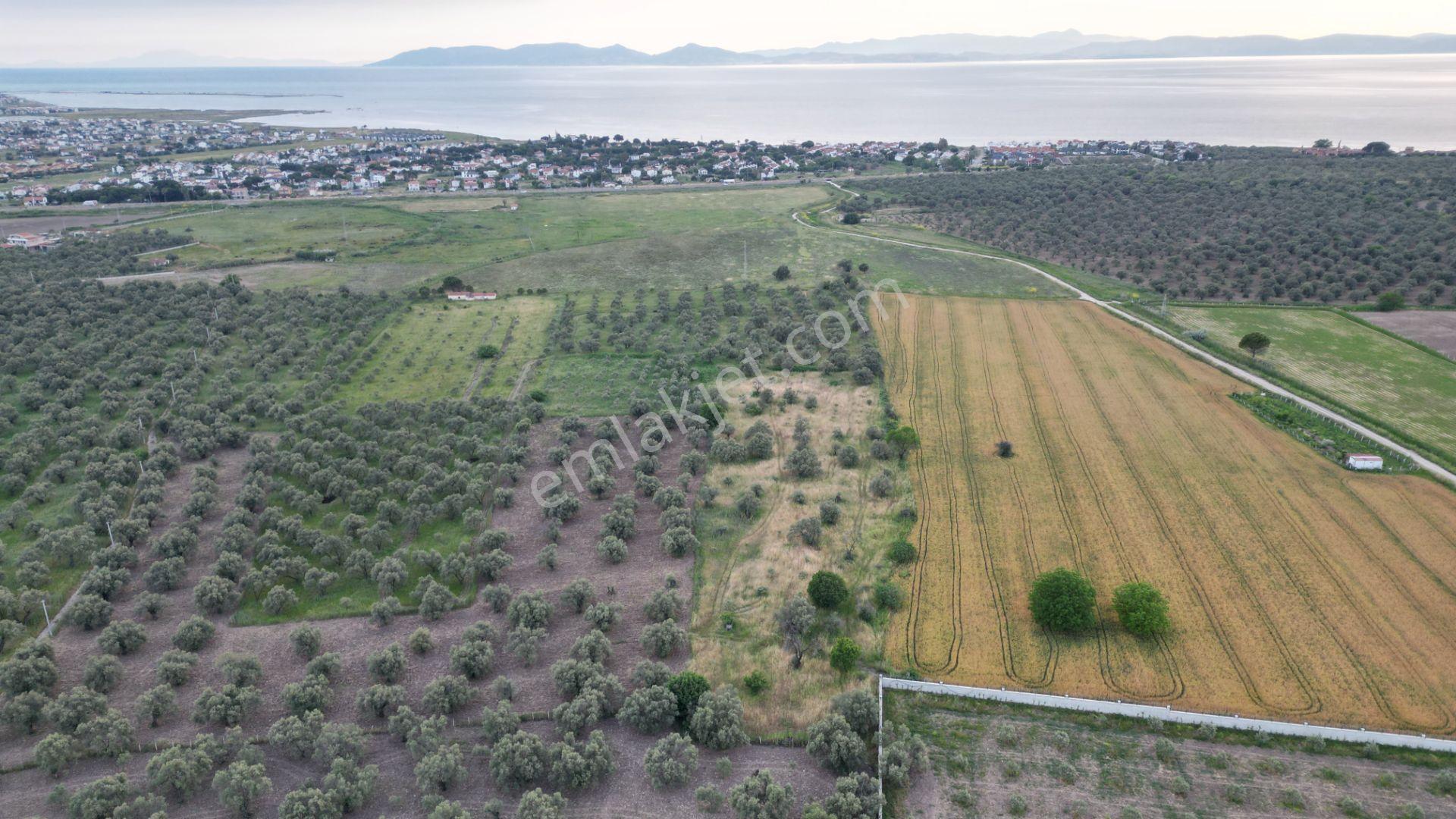 C21 Bal'dan Balıkesir Ayvalık’ Da Satılık Zeytinlik - Görsel 15