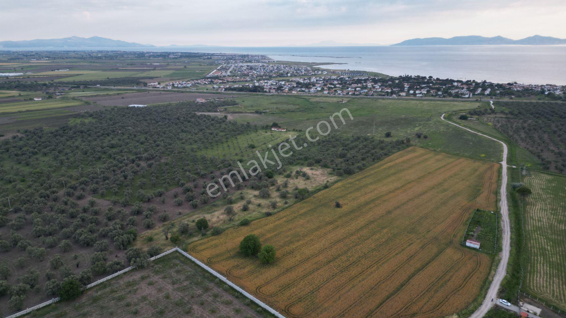 C21 Bal'dan Balıkesir Ayvalık’ Da Satılık Zeytinlik - Görsel 23