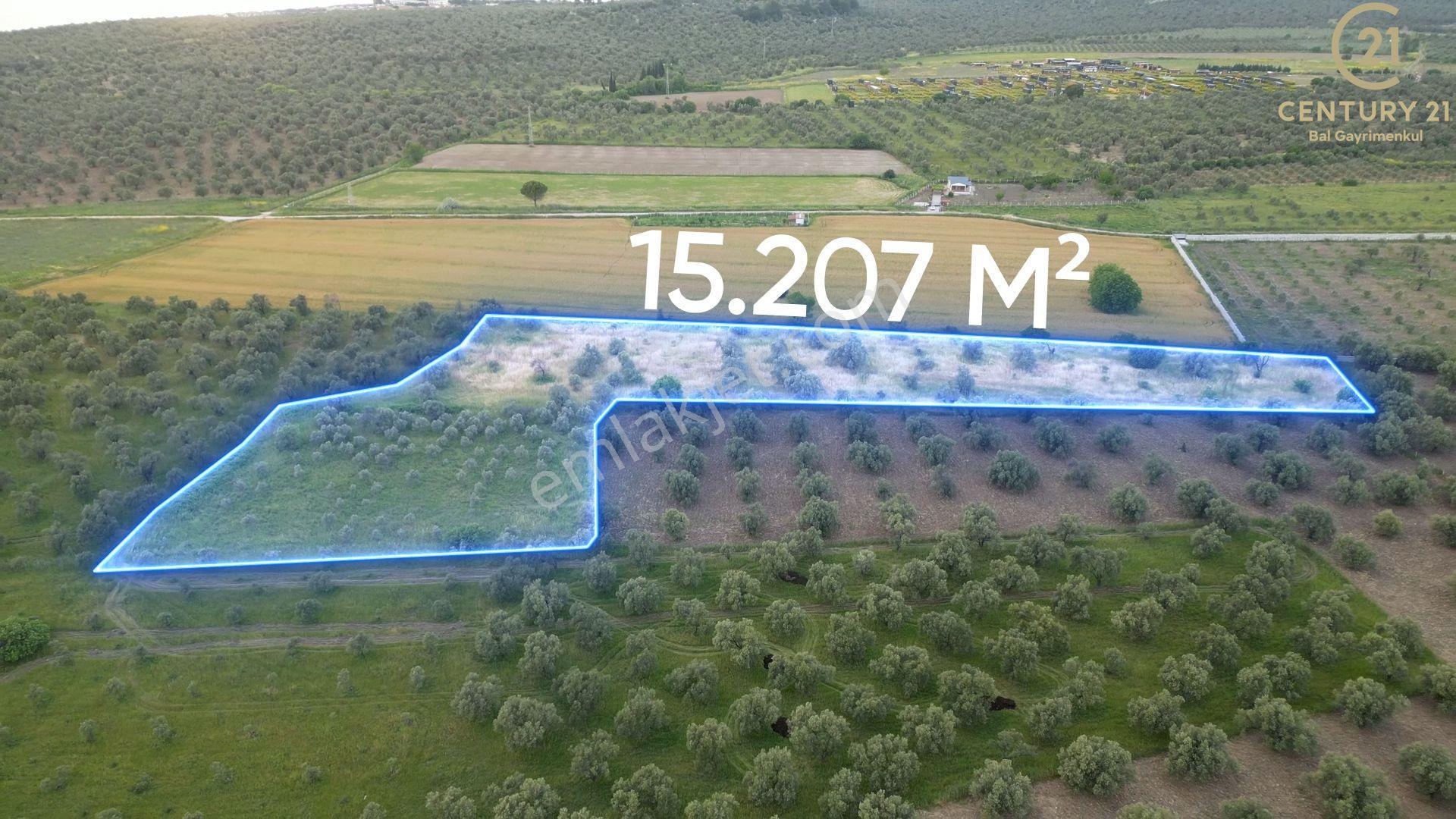 C21 Bal'dan Balıkesir Ayvalık’ Da Satılık Zeytinlik - Görsel 6