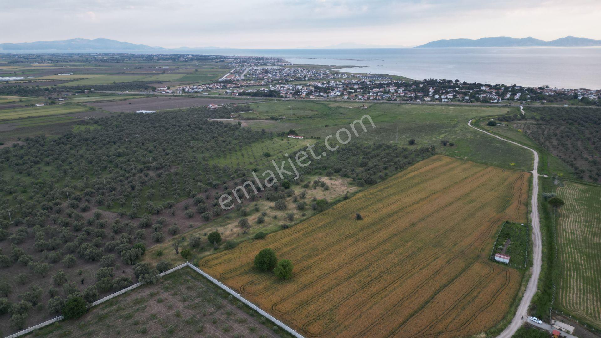 C21 Bal'dan Balıkesir Ayvalık’ Da Satılık Zeytinlik - Görsel 24
