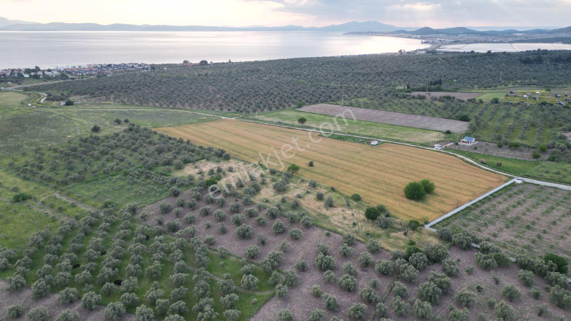 C21 Bal'dan Balıkesir Ayvalık’ Da Satılık Zeytinlik - Görsel 13