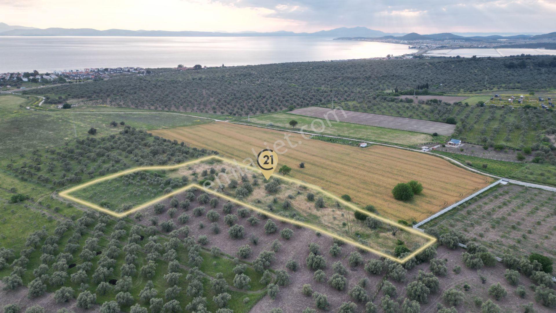 C21 Bal'dan Balıkesir Ayvalık’ Da Satılık Zeytinlik