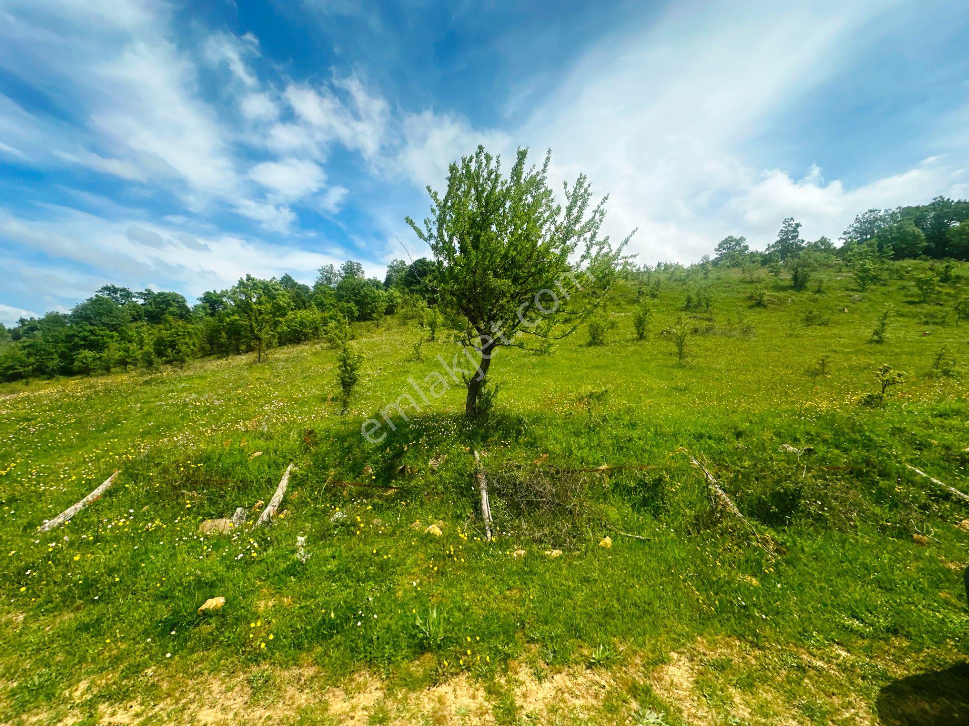 Bayramiç Kaz Dağlarında Yeni Otoban Yakını 5.900m2 Satılık Arsa - Görsel 34