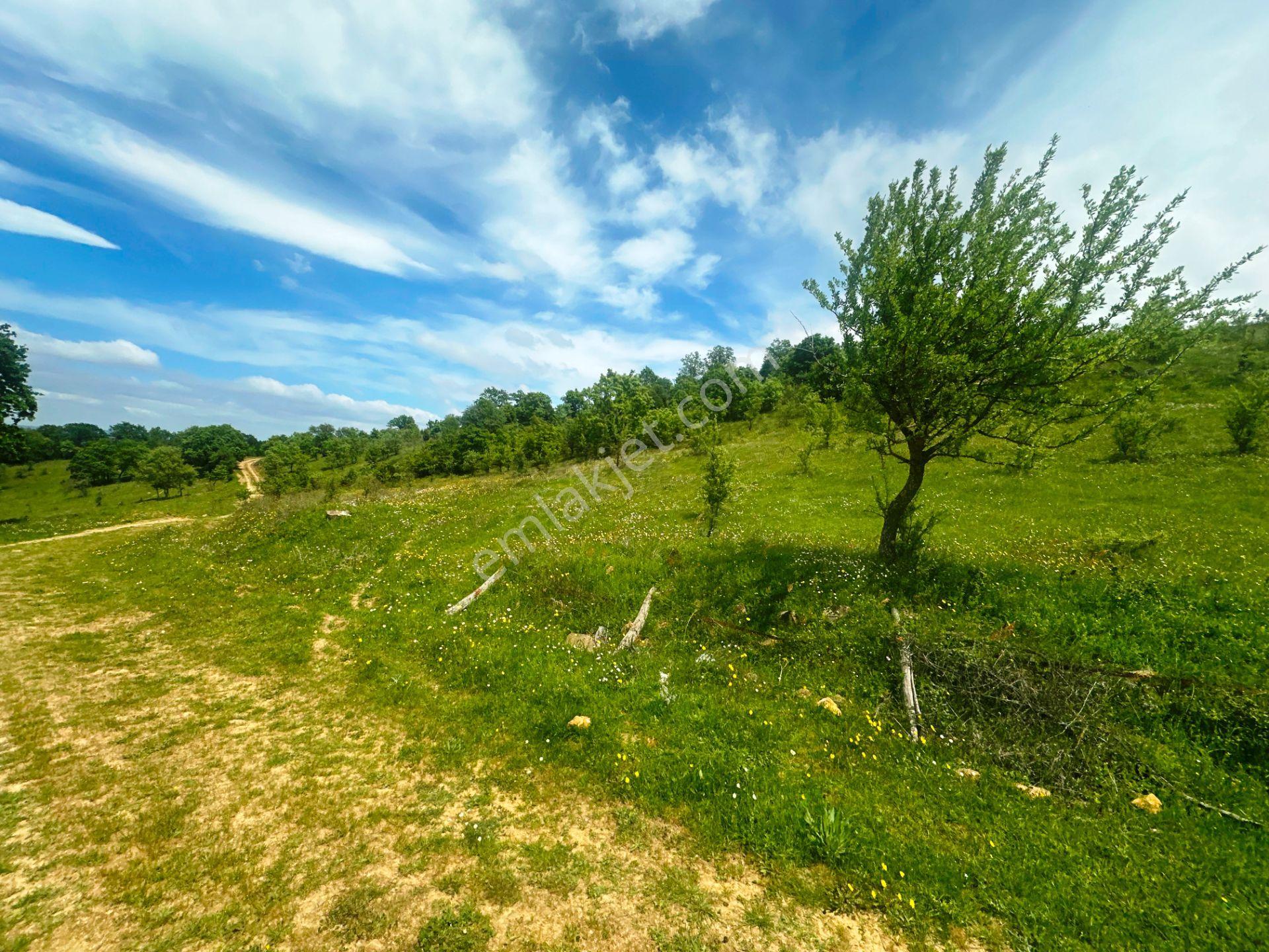 Bayramiç Kaz Dağlarında Yeni Otoban Yakını 5.900m2 Satılık Arsa - Görsel 15