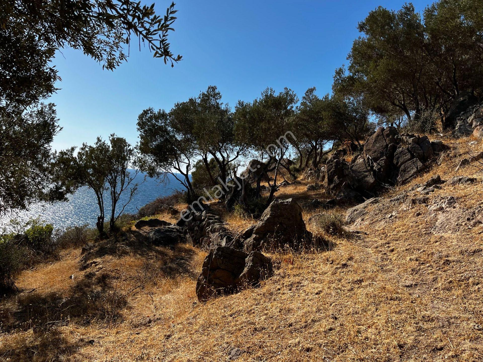 Çanakkale Ayvacık Behramkale'de Deniz Kenarı 3929m² Arazi - Görsel 14