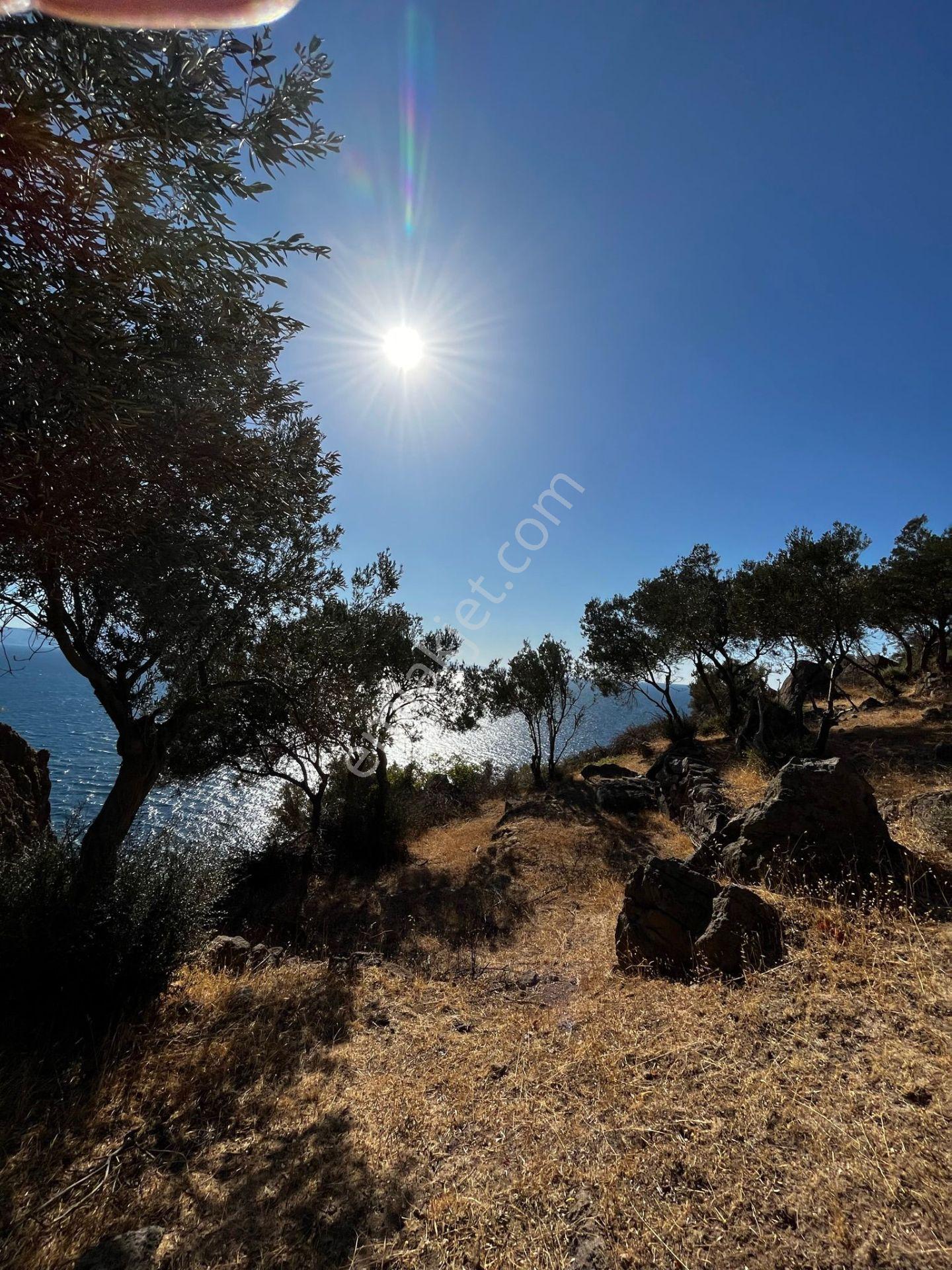 Çanakkale Ayvacık Behramkale'de Deniz Kenarı 3929m² Arazi - Görsel 13