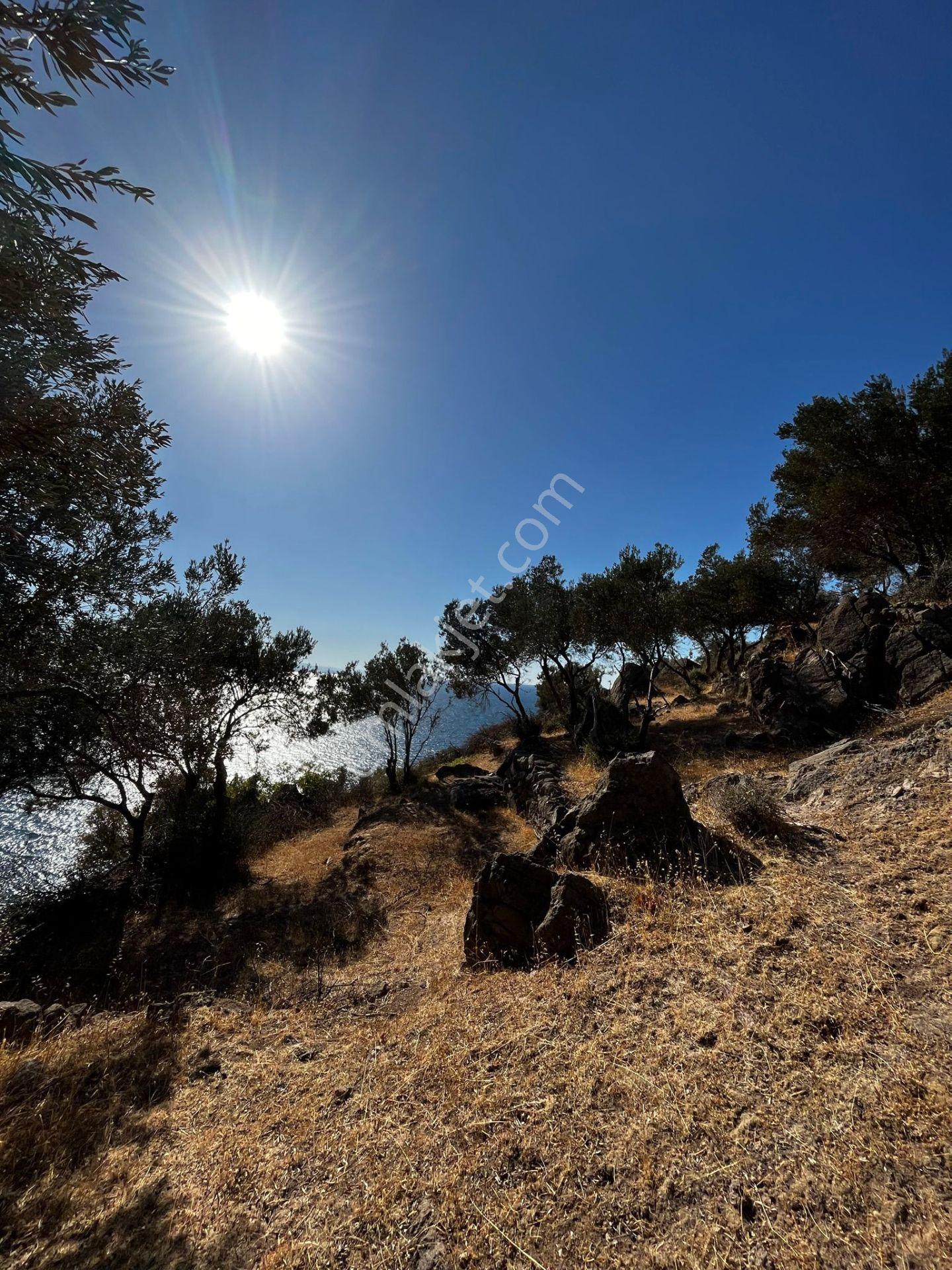 Çanakkale Ayvacık Behramkale'de Deniz Kenarı 3929m² Arazi - Görsel 12