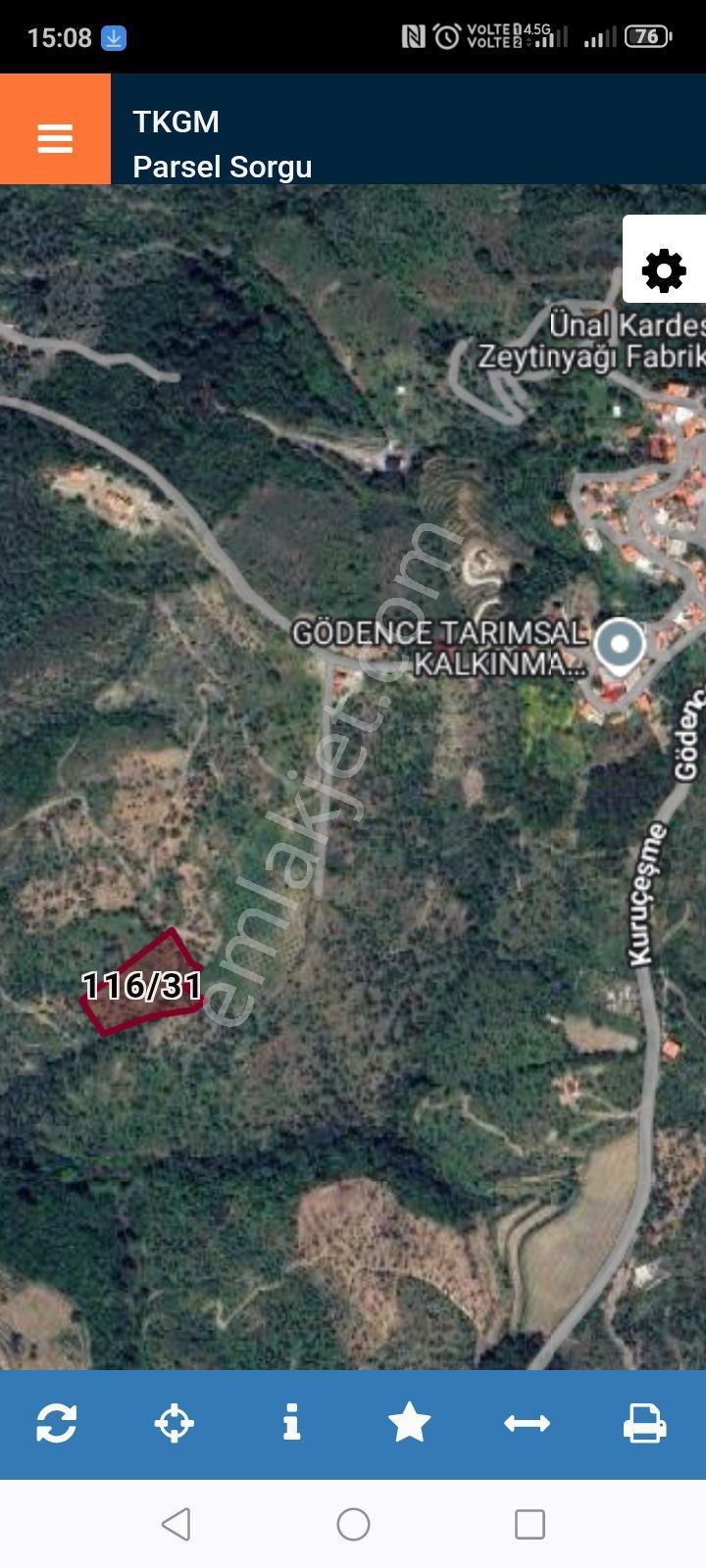 Süper Fırsat Seferihisar Gödence Köyünde Acil Satılık Zeytinli Tarla - Görsel 3