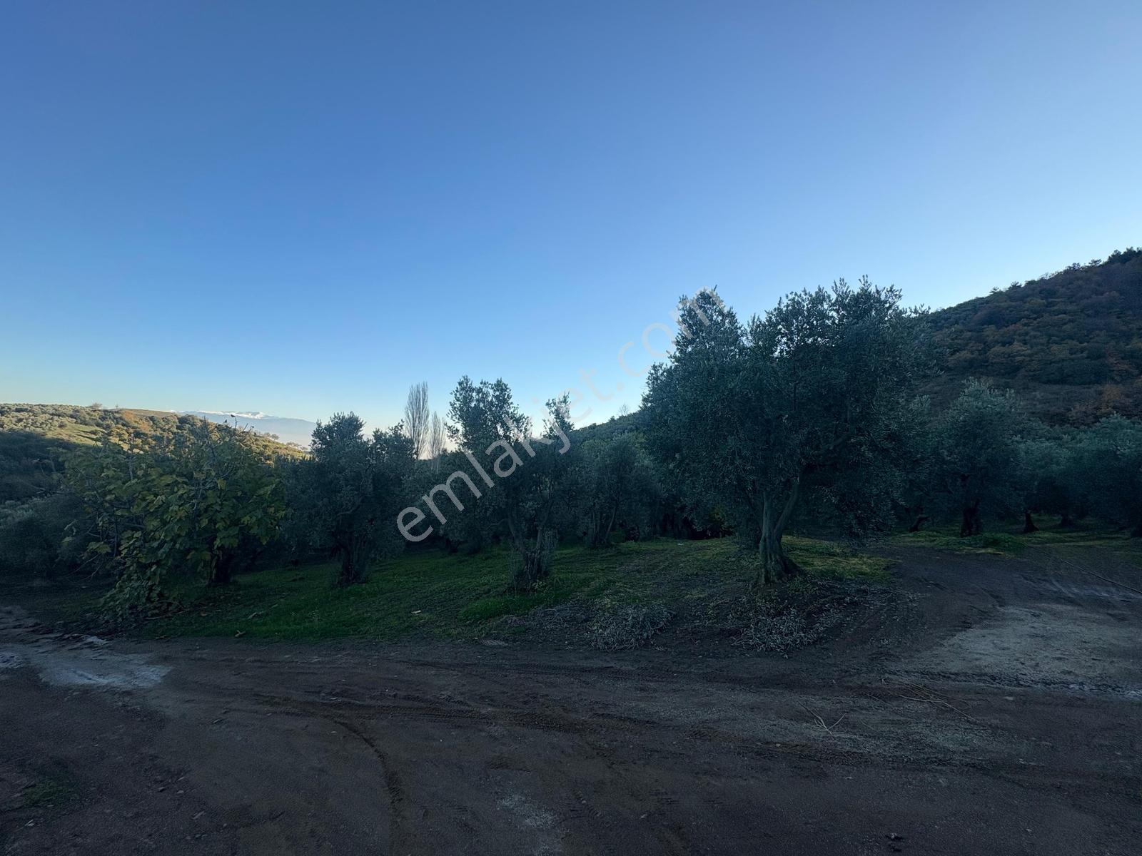 Profasor *dan Mudanya Çepni Satılık 5801m2, Kadastro Yola Cephe - Görsel 31
