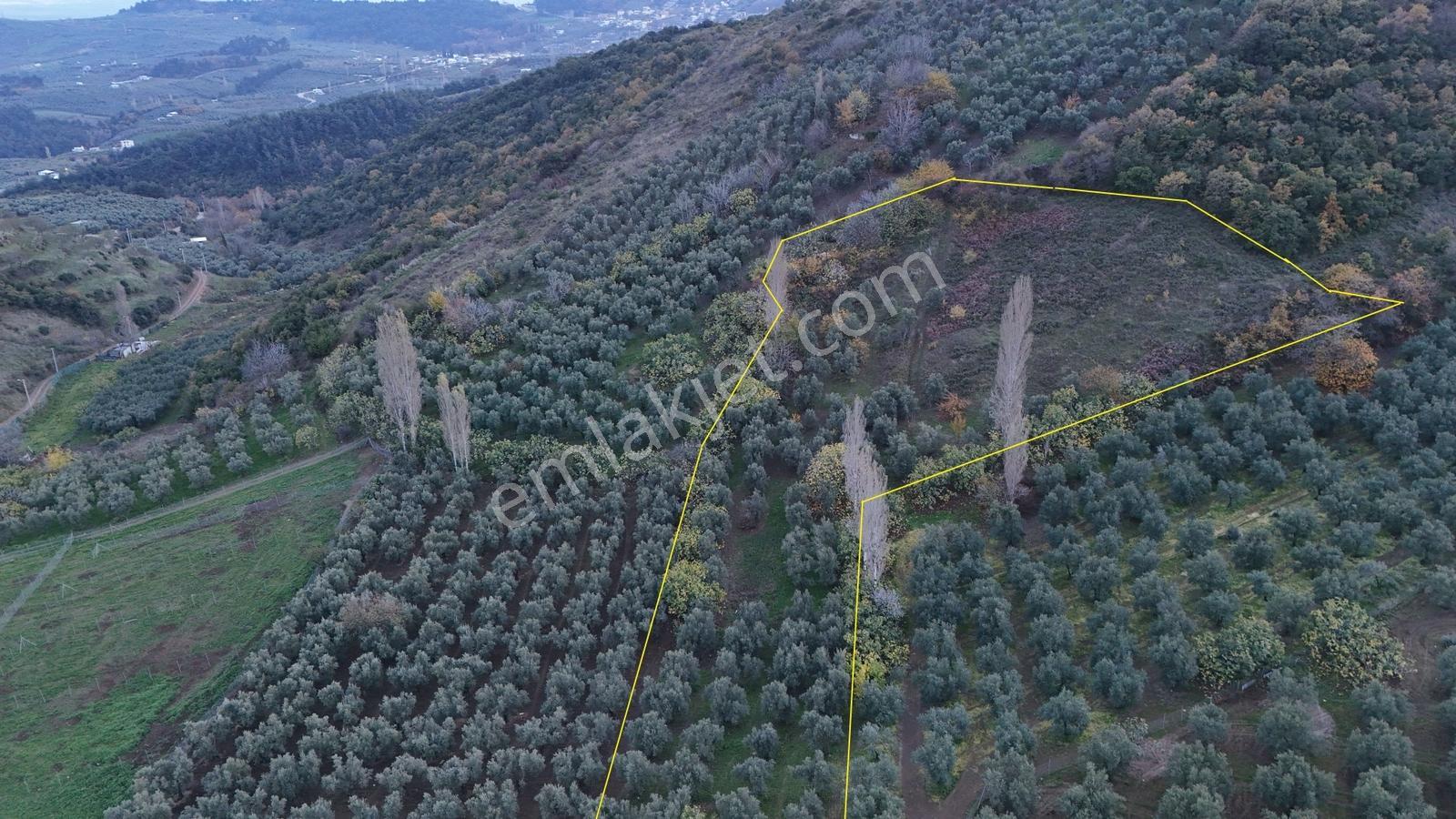 Profasor *dan Mudanya Çepni Satılık 5801m2, Kadastro Yola Cephe - Görsel 11