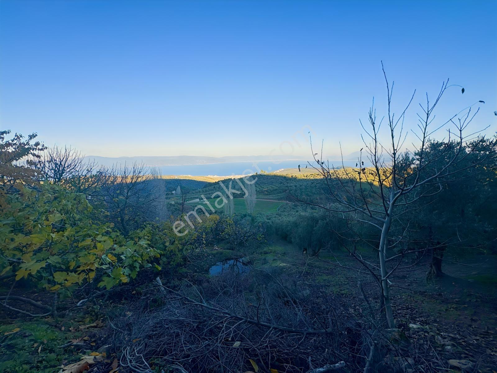 Profasor *dan Mudanya Çepni Satılık 5801m2, Kadastro Yola Cephe - Görsel 19
