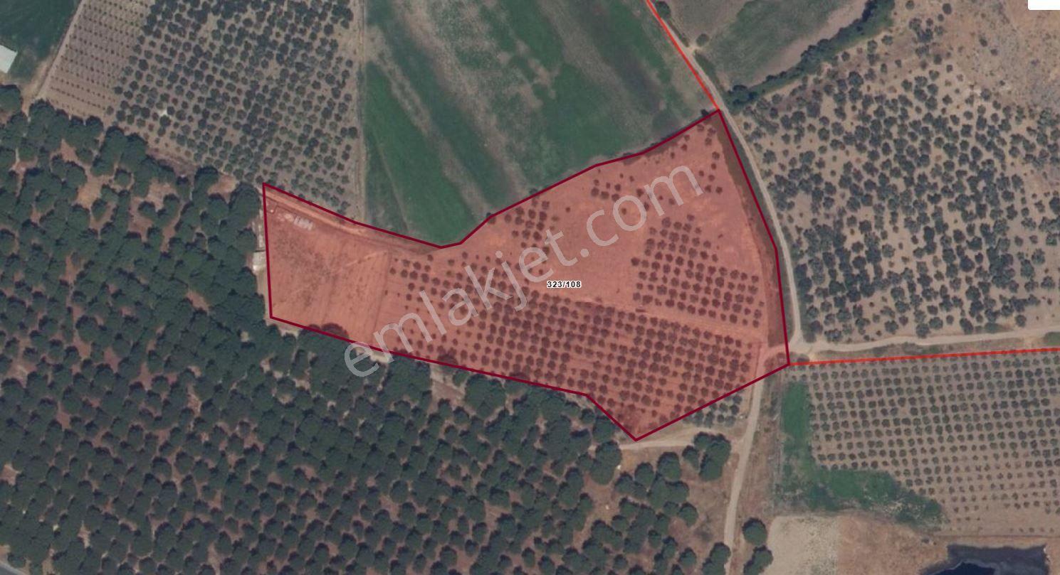 Cb King'den Ayvalık/altınova Mahallesi Satılık Tarla/zeytinlik - Görsel 2