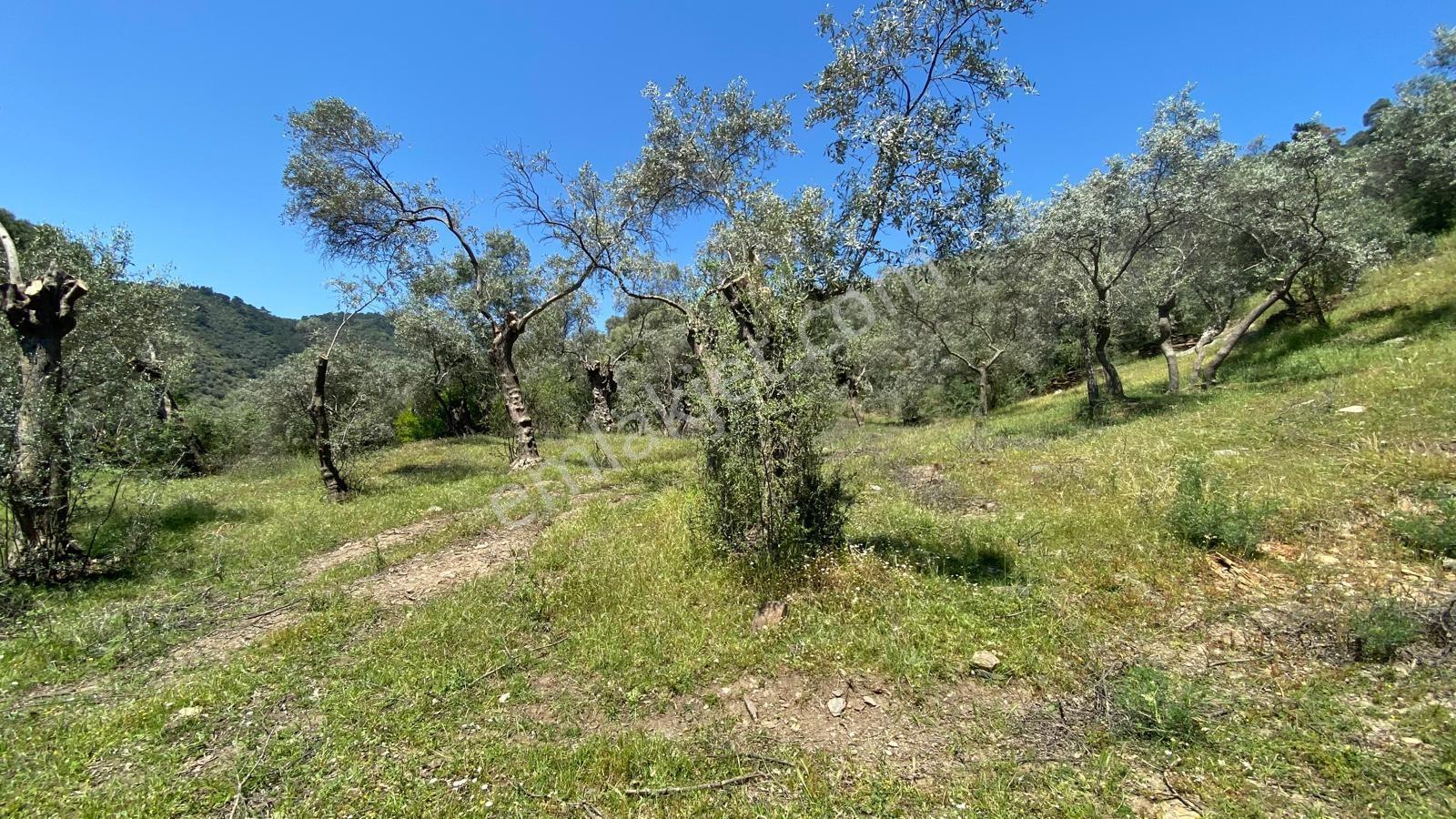 Bayındır Dereköy'de 14.254 M2 Satılık Verimli Zeytinlik - Görsel 10