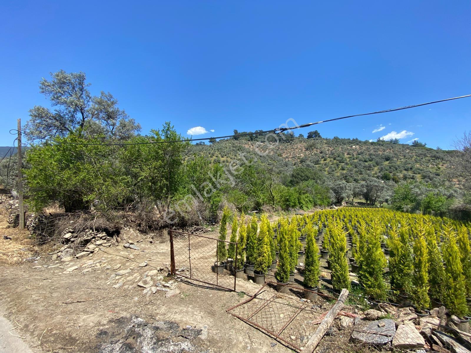 Bayındır Dereköy'de 14.254 M2 Satılık Verimli Zeytinlik - Görsel 9