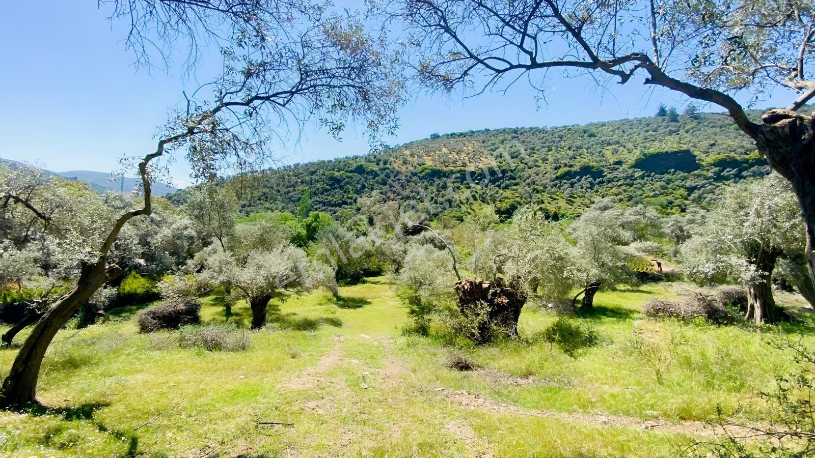 Bayındır Dereköy'de 14.254 M2 Satılık Verimli Zeytinlik - Görsel 2