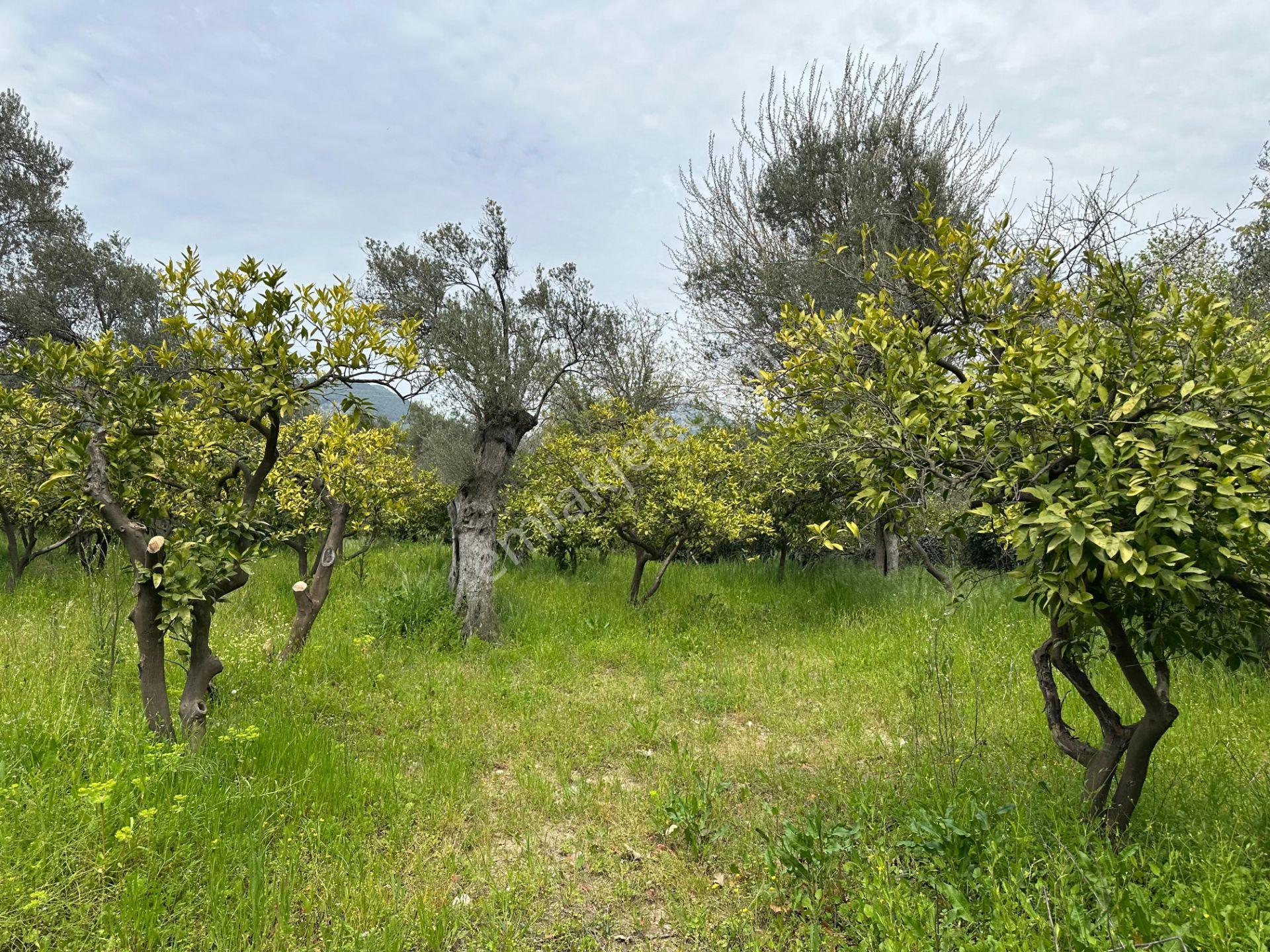 ⚠ Gfa Grup’tan Avcılarda Dere Kenarı +resmiyola Cephe +yapı ⚠ - Görsel 26