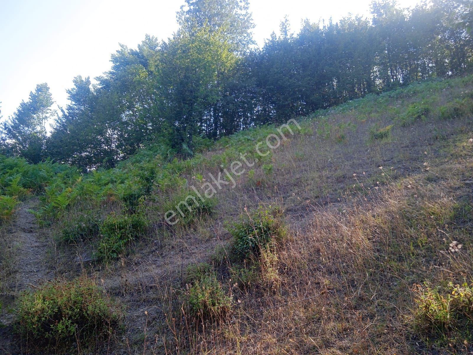 Ahşena'dan Samsun Alaçam'da Dere Kenarı 2943 M2 Satılık Arazi - Görsel 10