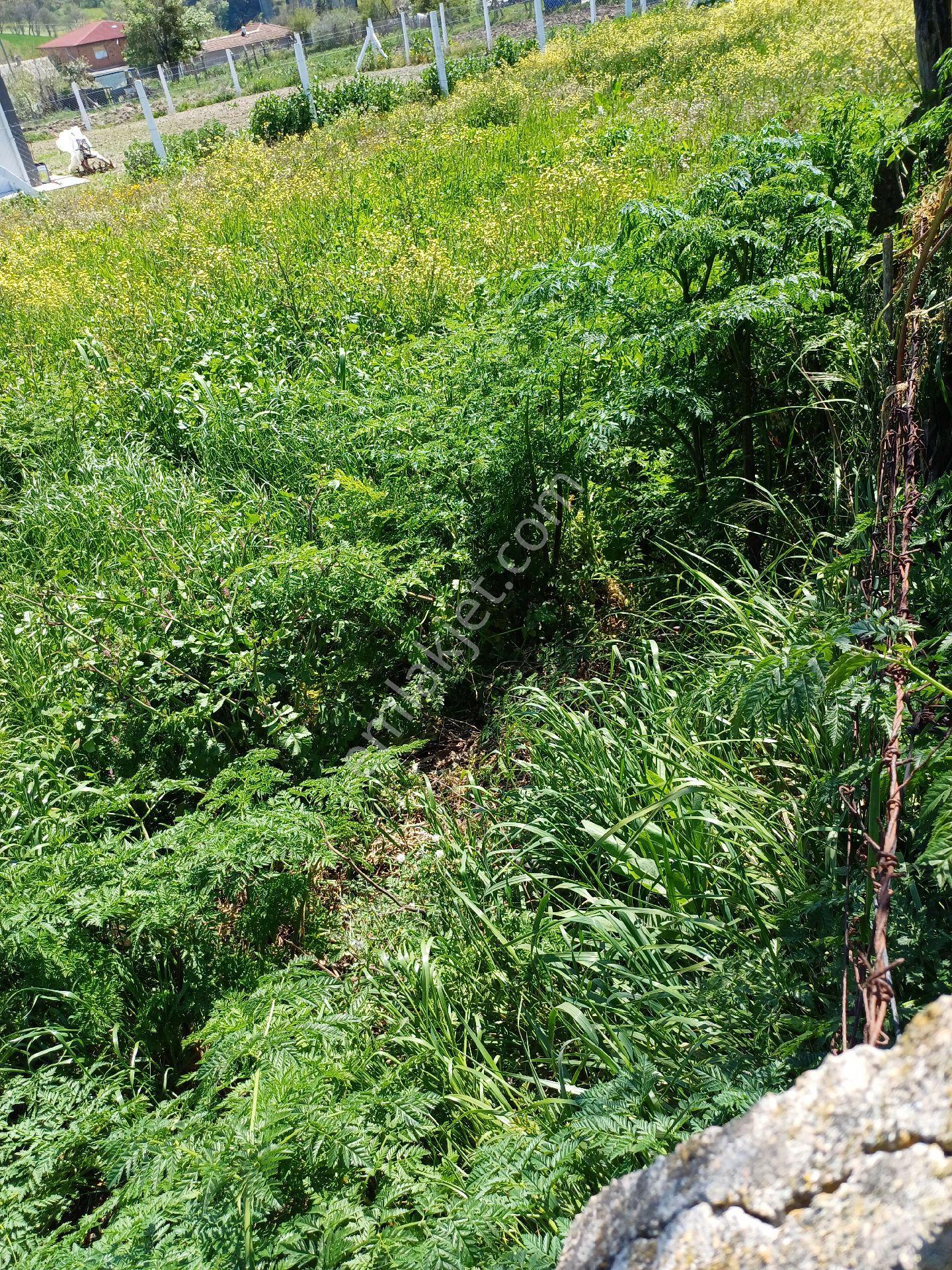Sahibinden İstanbul Silivri Büyük Çavuşluda 2850m2 Tek Tapu Tarla Arac Takasları Degerlendirilir - Görsel 3
