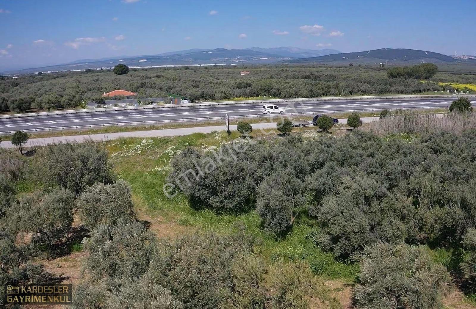 İstanbul Yolu Üzerinde Asfaltta Sıfır Zeytinli Bağ Firenklimevki - Görsel 3