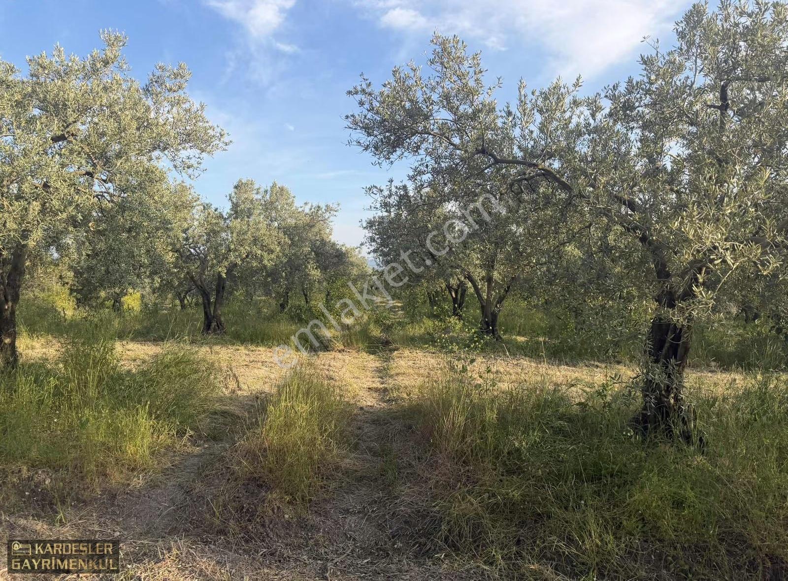 Süleymanköy Sindelli Asfaltı Üzeri Satılık Sulu Trilye Bahçesi - Görsel 6