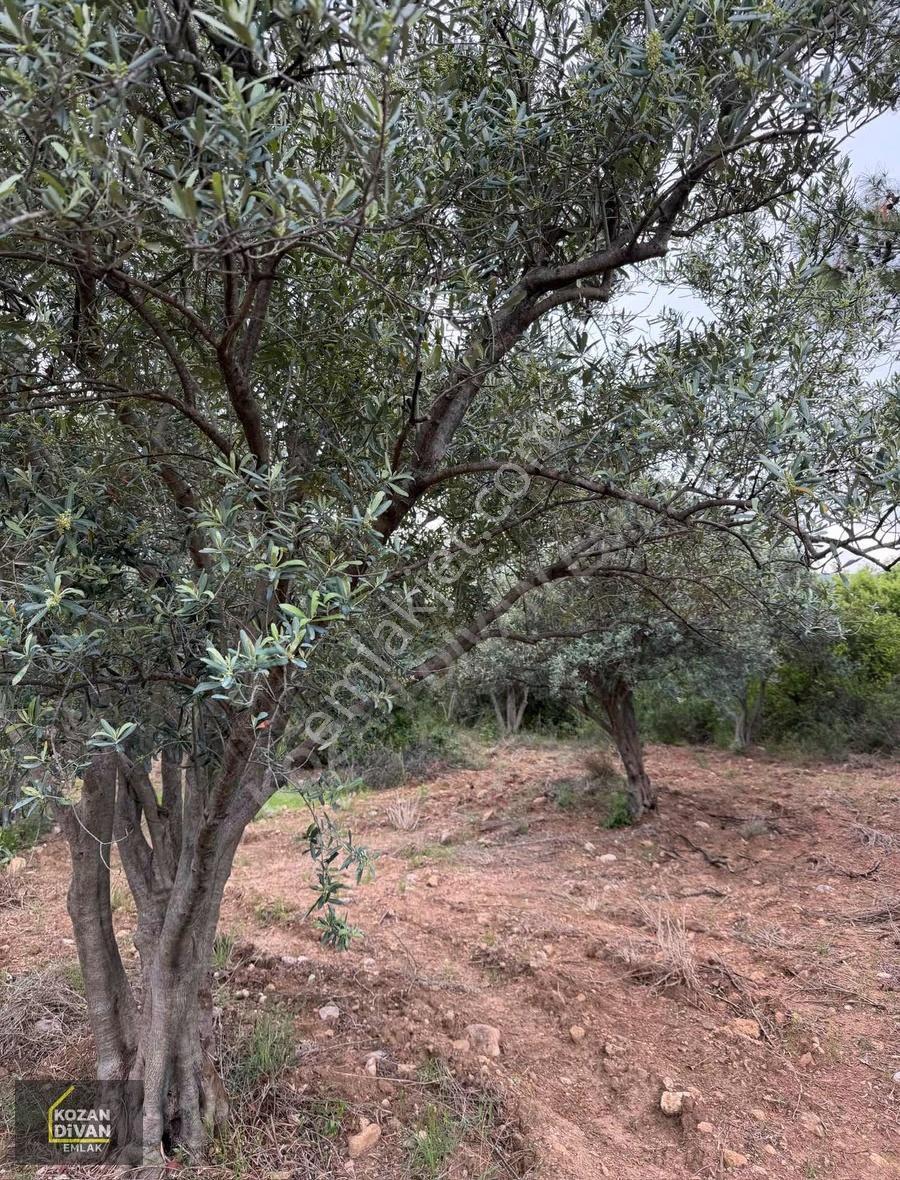 Kozan Divan Emlak'tan Ağlıboğaz'da Köşe 694 M2 Arsa - Görsel 6