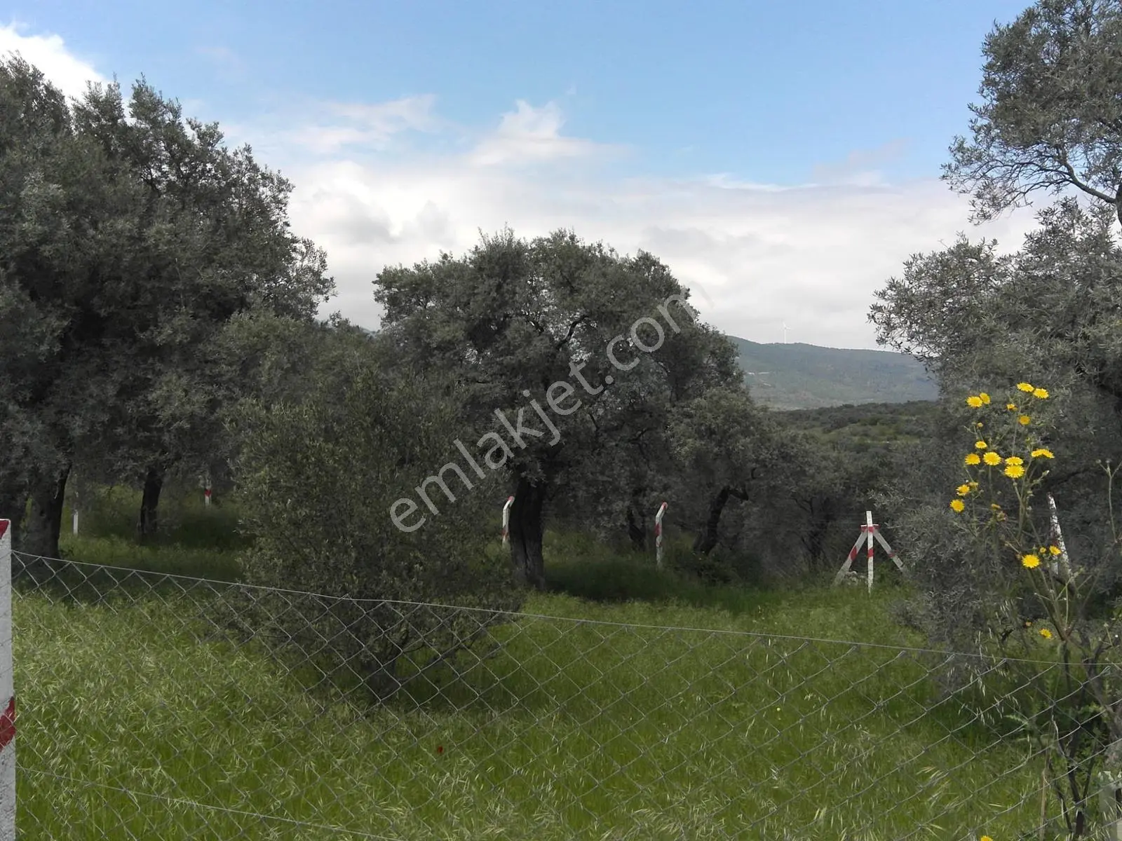 Vişneli'de Satılık 370 M2 Zeytinli Tarla - Takas İmkanlı! - Görsel 4
