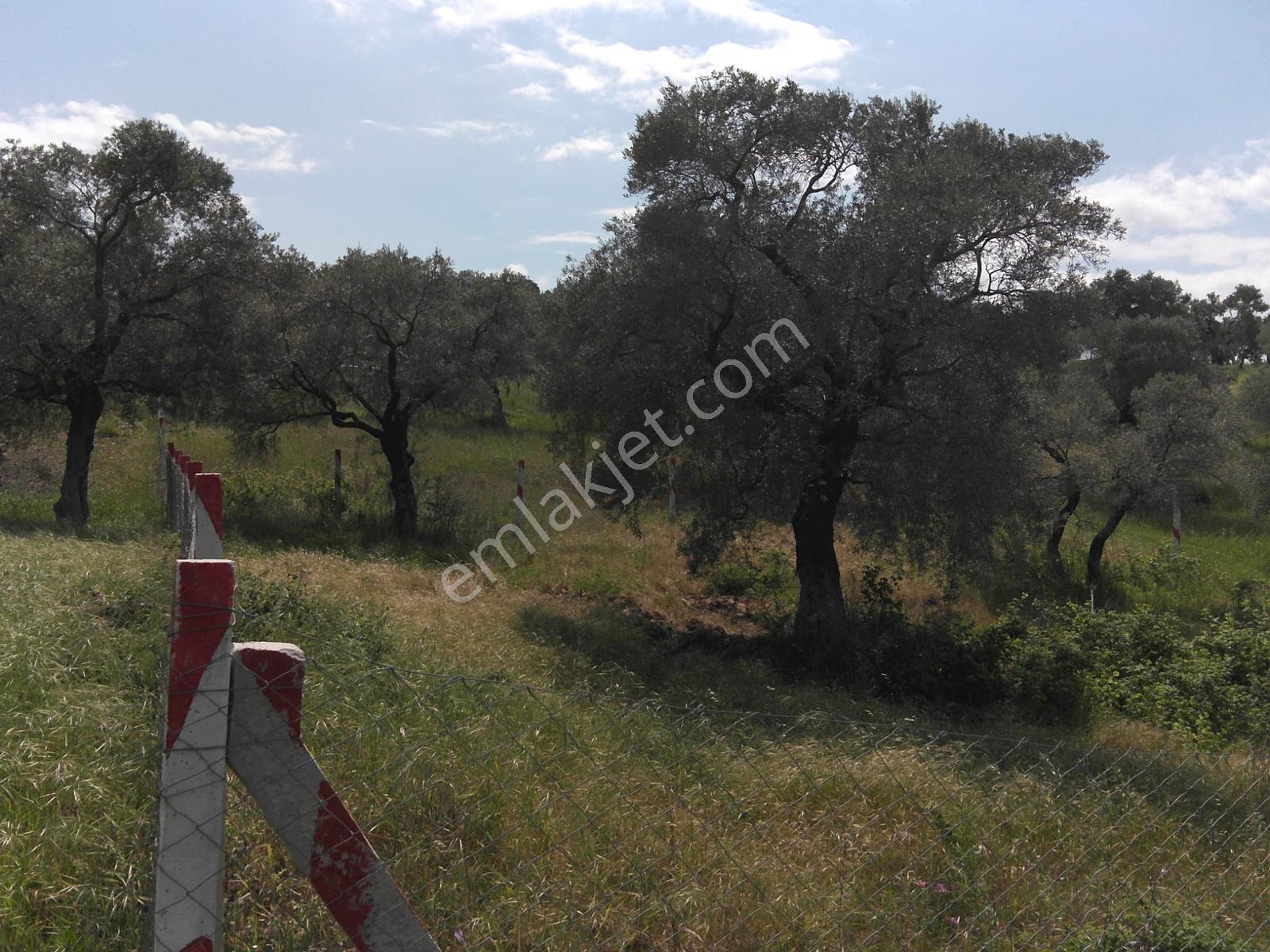 Vişneli'de Satılık 370 M2 Zeytinli Tarla - Takas İmkanlı! - Görsel 6