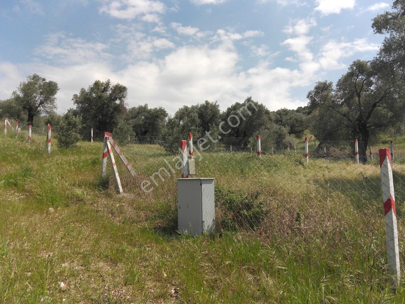Kemalpaşa Gökyaka'da 450 M2 Satılık Zeytinlik - Asfalt Cepheli - Görsel 7