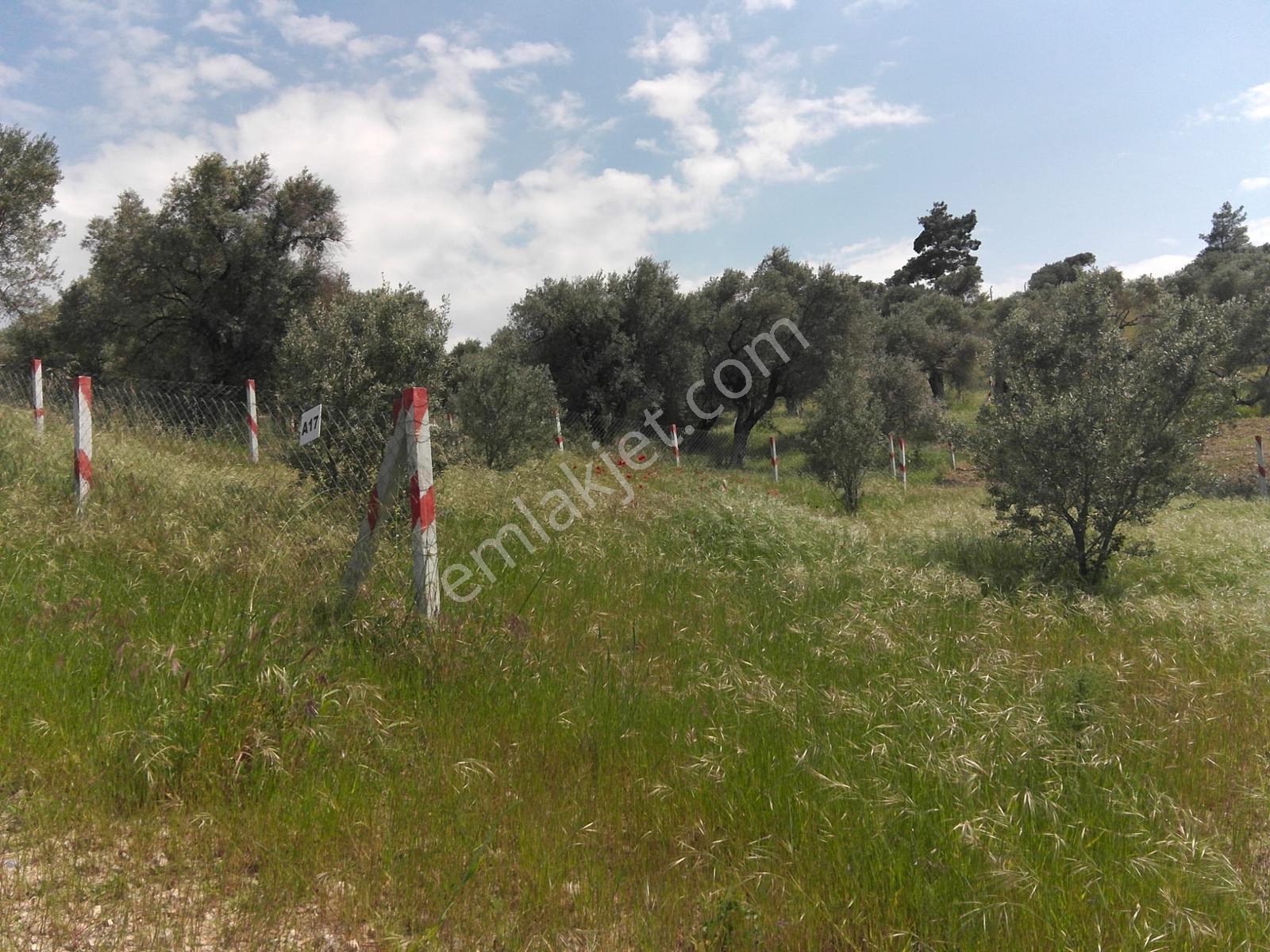 Kemalpaşa Gökyaka'da 450 M2 Satılık Zeytinlik - Asfalt Cepheli - Görsel 4