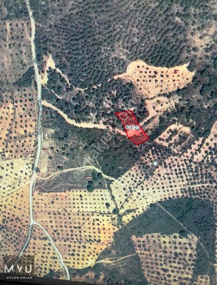 Fırsat Zeytinlik Balıkesir Burhaniye Taylıeli Mahallesi 1.311 M2