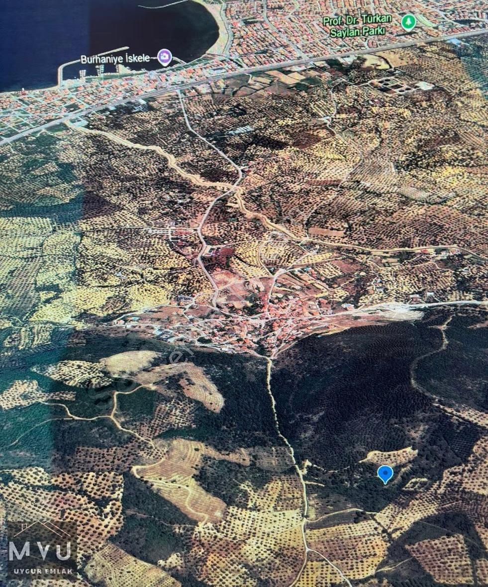 Fırsat Zeytinlik Balıkesir Burhaniye Taylıeli Mahallesi 1.311 M2 - Görsel 5