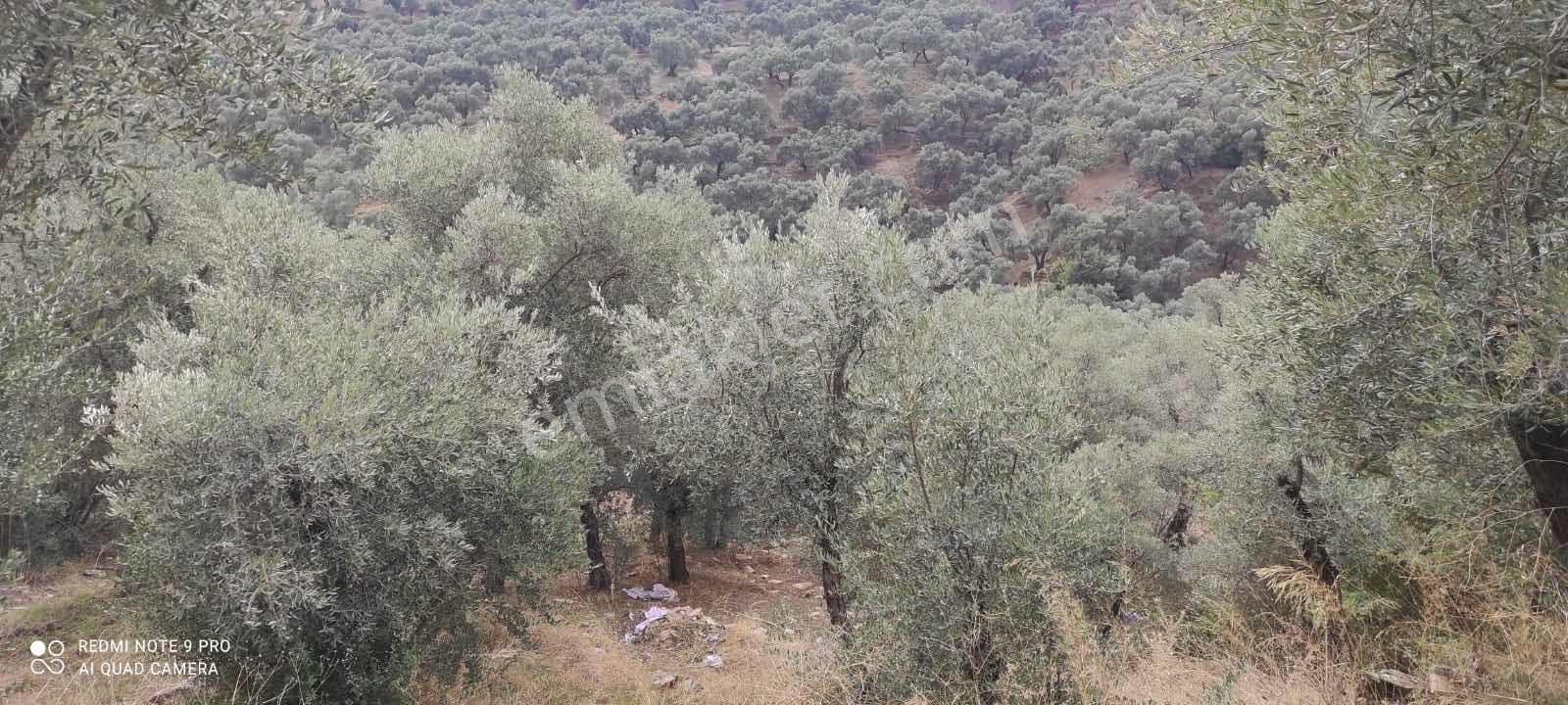 İzmir Bayındır Ergenli'de Satılık Fırsat Zeytinlik